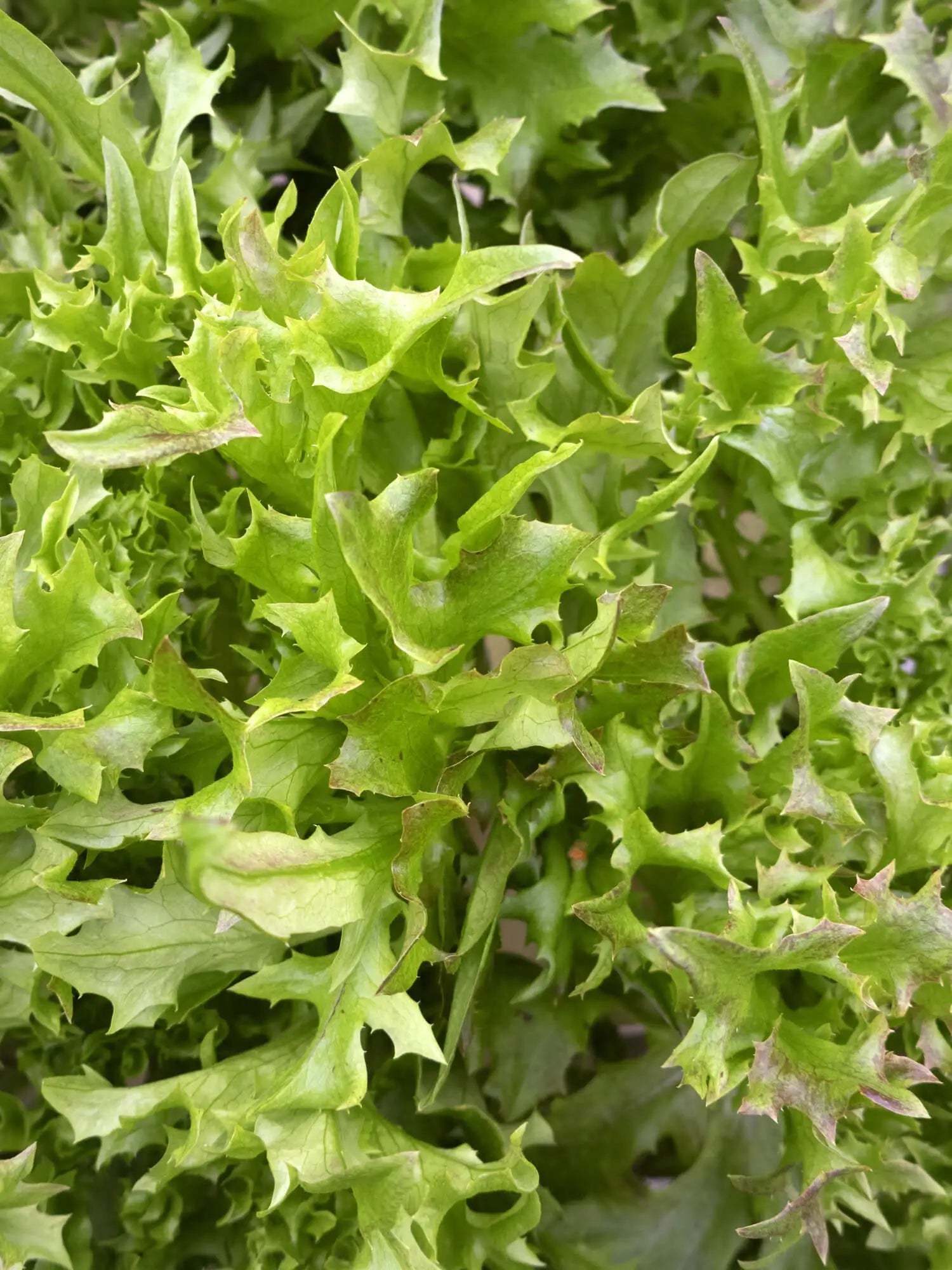 Frisee-salaatti (100g)