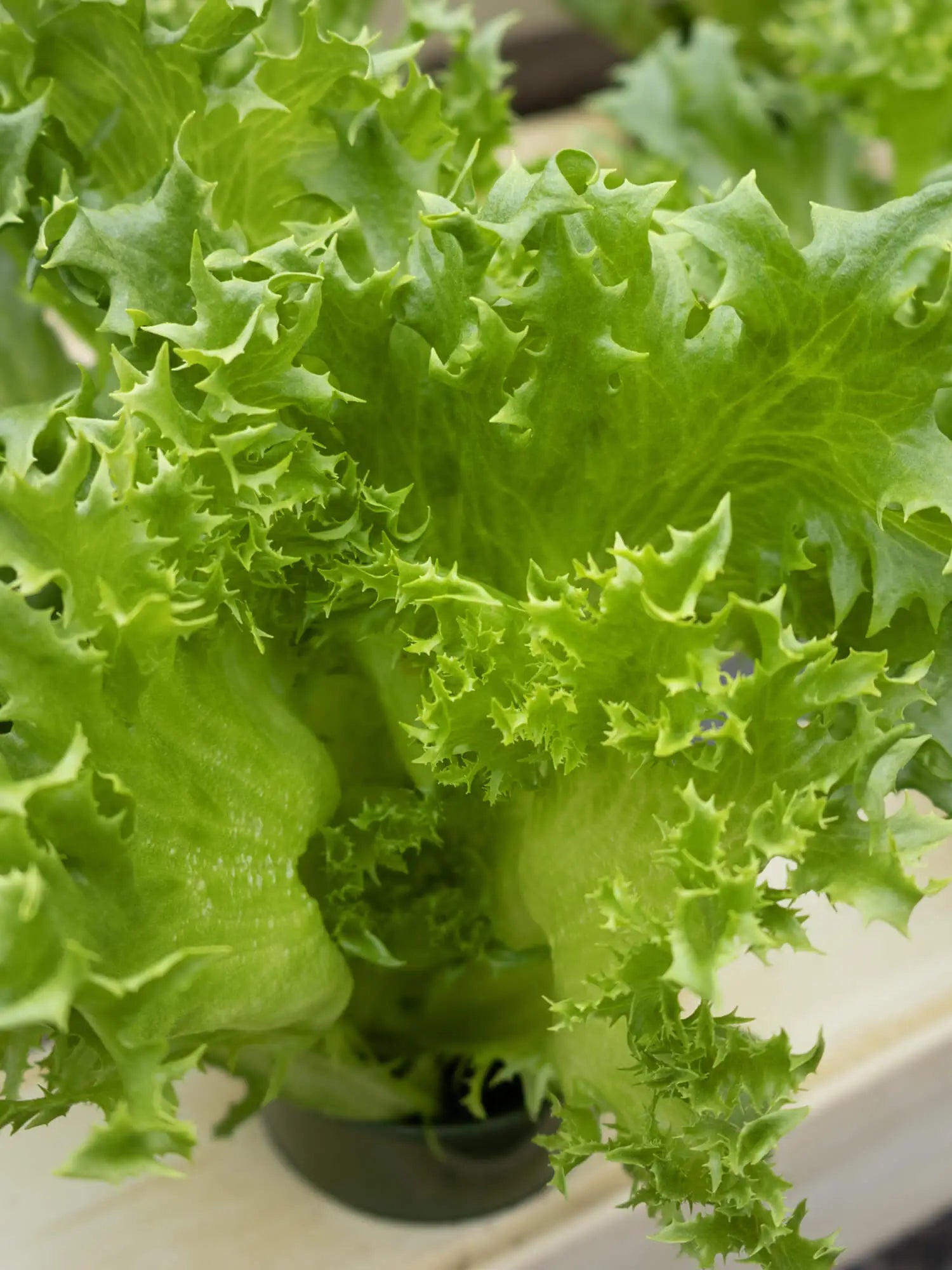 Jääsalaatti (100g)