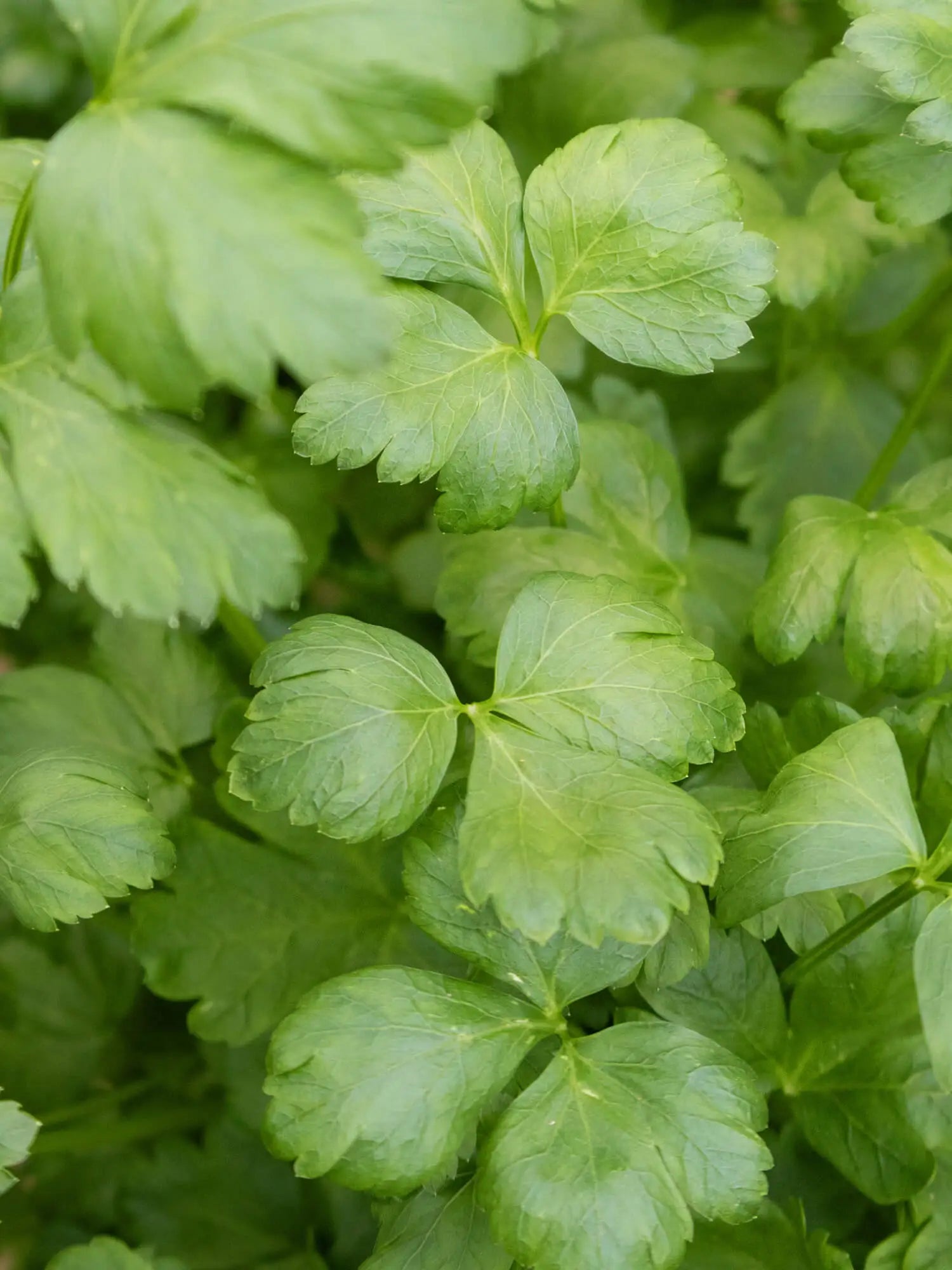 Lehtipersilija (30g)