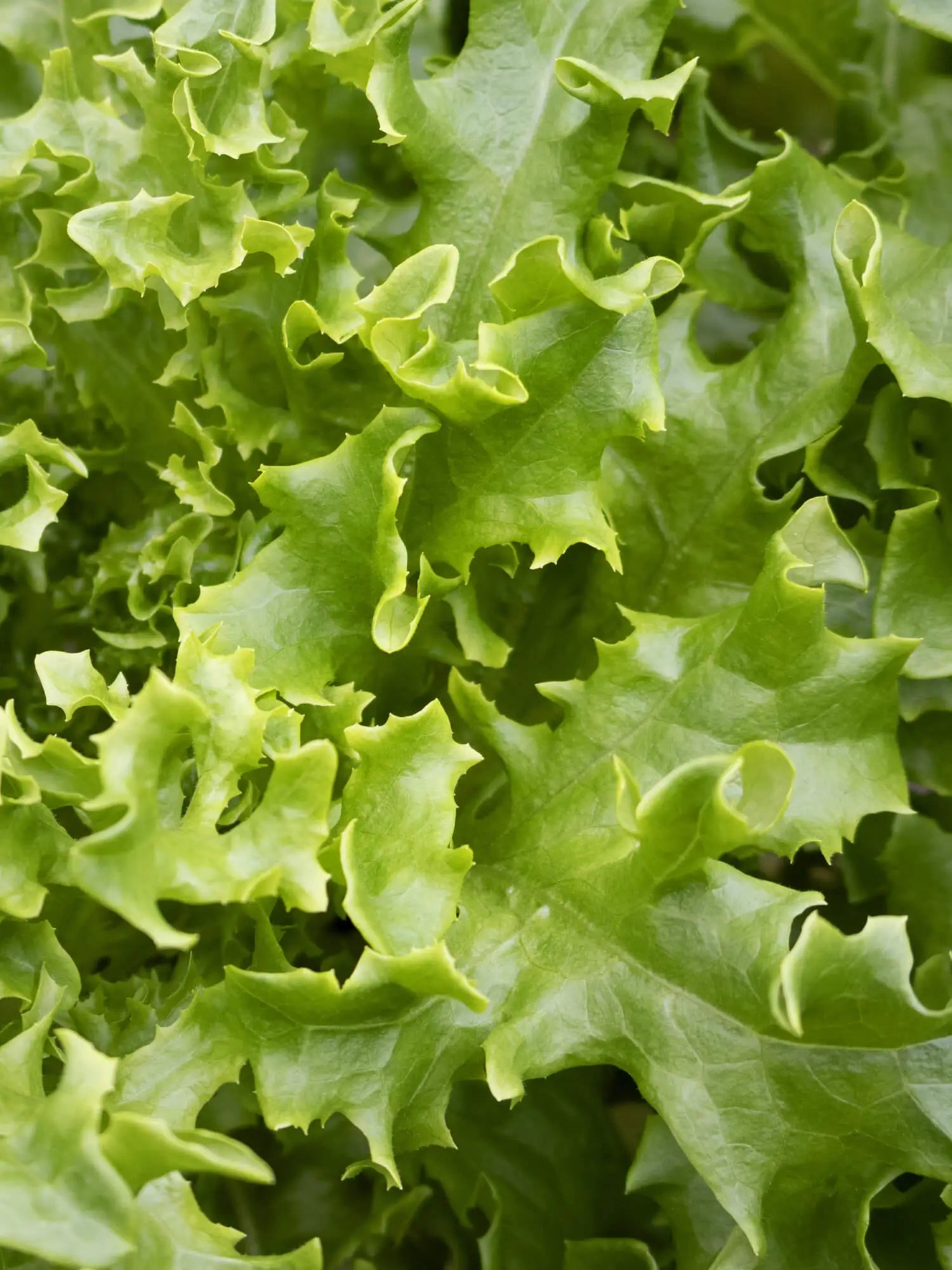 Lehtisalaatti (100g)