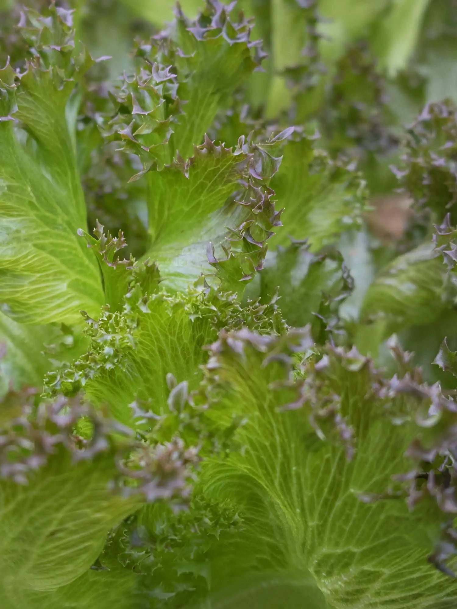 Punainen jääsalaatti (100g)