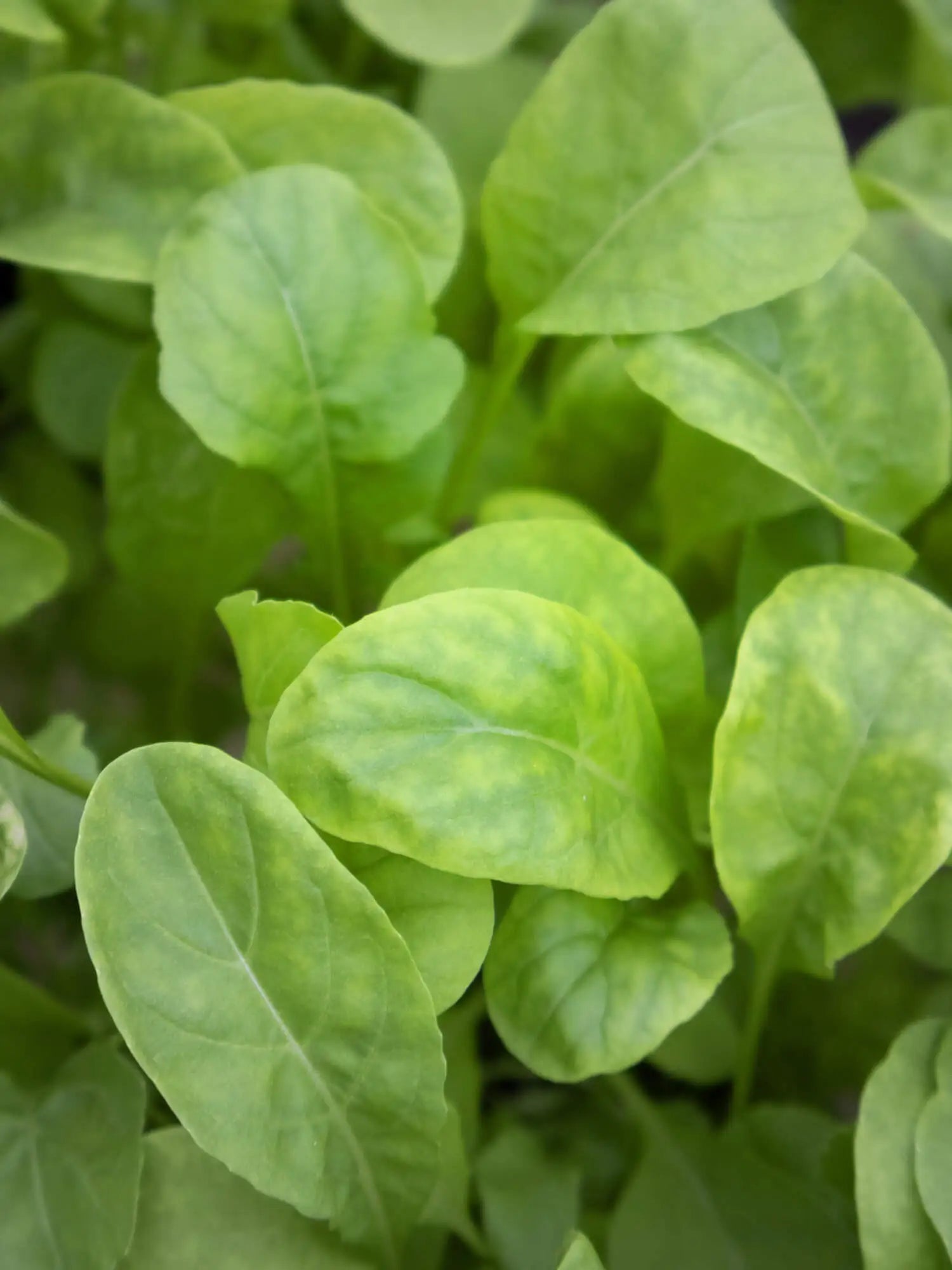 Rucola (100g)