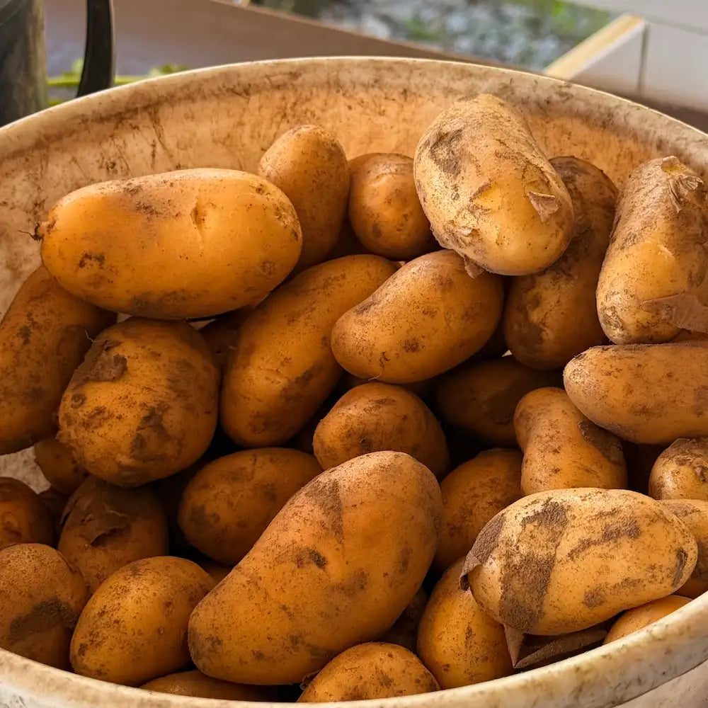 Varhaisperuna 'Annabella' (1 kg)